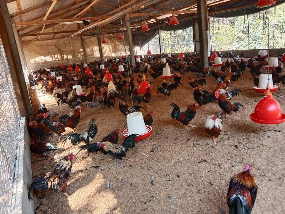 Giống gà Tre bản địa trong trang trại của NAKA FARM. Gà có khối lượng khoảng 1,5kg thịt rất thơm ngon thường được làm món gà nướng đặc sản của người dân Lào