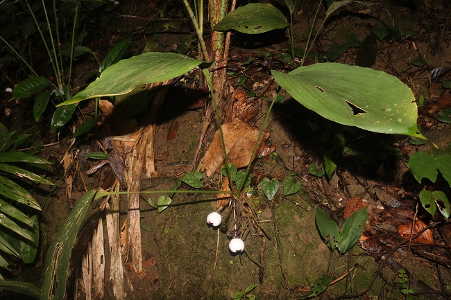 Cây Tỏi đá được phát hiện tại khu BTTN Phong Điền (Ảnh: Đinh Diễn)